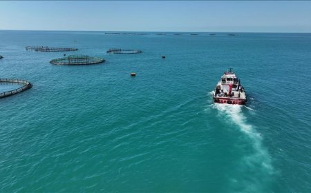 Türkiye'de 2025'te balık üretiminde cumhuriyet tarihinin rekoru kırıldı