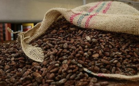 Kakao fiyatlarında hızlı düşüş