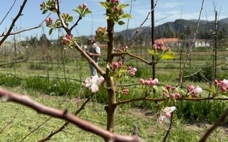 Türkiye'nin elma bahçesi Isparta'da zirai dona karşı yerli çeşitler geliştiriliyor