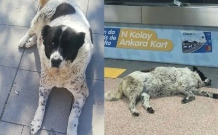 "Matmazel" dövülerek öldürüldü iddiasına soruşturma