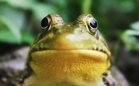 ABD’de skandal hata. Yapay zekanın hazırladığı rapor “polisi kurbağaya çevirdi”