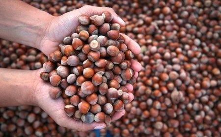 Fındık ihracatından 2,2 milyar doların üzerinde gelir!