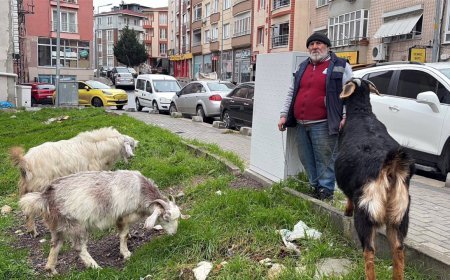 Yürüyüşe beraber çıktığı keçileri, ilçede ilgi odağı oldu