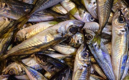 Tezgahlarda hamsinin yerini istavrit aldı. Kilosu 100 TL'den alıcısıyla buluşuyor