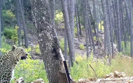 Anadolu parsını öldürmenin cezası 45 milyon lira