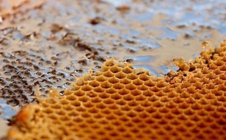 Gündem haberleri! Dünyanın en pahalı balı nerede? Dünyanın en pahalı balı fiyatı ne kadar?