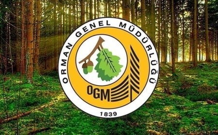 Orman kadastrosu ve 2B uygulamalarına ilişkin esaslar düzenlendi