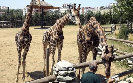 Darıca Hayvanat Bahçesi kapatıldı