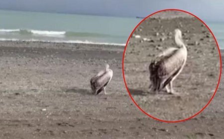 Sahilde gizemli misafir: Atakum'da ilk defa gördüm