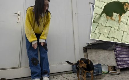 Bu video 30 milyon izlendi. "Hanimiş benim tontişim" ile tanınıyor