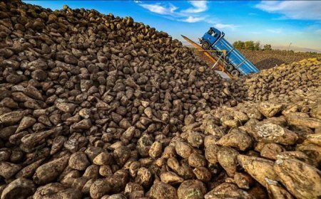 Türkiye'de üretilen şeker miktarı 3 milyon tonu bulacak