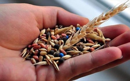 Muğla'da üretilen yerel tohumlar 81 ildeki üreticilere ulaştırıldı