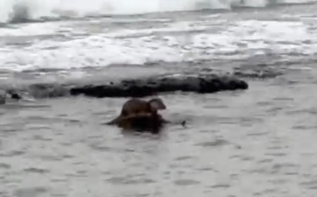 Tekirdağ'da su samuru görüntülendi