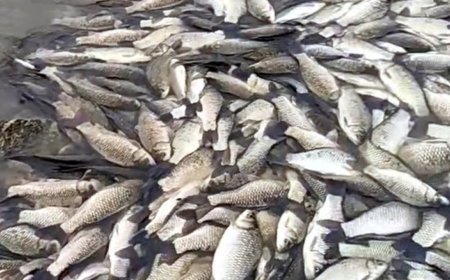 Tekirdağ’da gölette balık ölümlerine inceleme