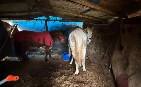 Otoyol kenarındaki kemikler jandarmayı at kasaplarına götürdü