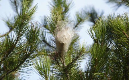 Oburca beslenip hem insana hem doğaya zarar veriyor. Samsun'da çam kese tırtılı istilası