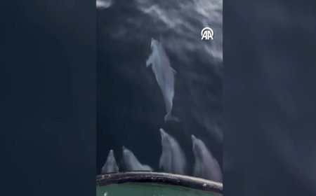 Balıkçı teknesinin yanında yunus sürprizi