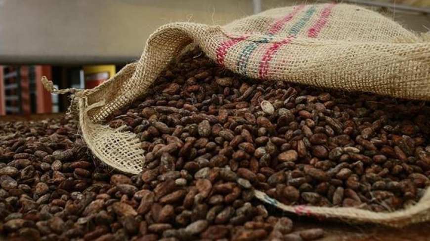 Kakao fiyatlarında hızlı düşüş