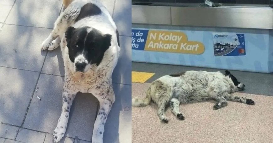 "Matmazel" dövülerek öldürüldü iddiasına soruşturma