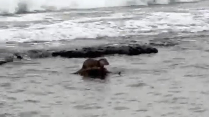 Tekirdağ'da su samuru görüntülendi