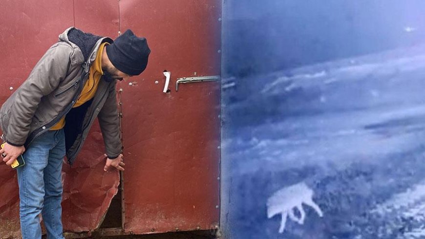 Sis çöktü, felaket geldi! Bir gecede 200 koyun öldü: 'İlk kez böyle bir olayla karşılaştım'