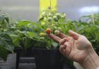 Türk bilim insanları, Ay ve Mars şartlarında domates yetiştirdi