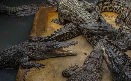 SON DAKİKA HABERLER: 5 yaşındaki kızı timsahlara attı! 30 yıllık kabusta ağır cezadan böyle kurtuldu