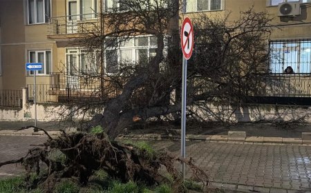 Tekirdağ'da fırtına; çatılar uçtu, ağaçlar devrildi / Ek fotoğraflar