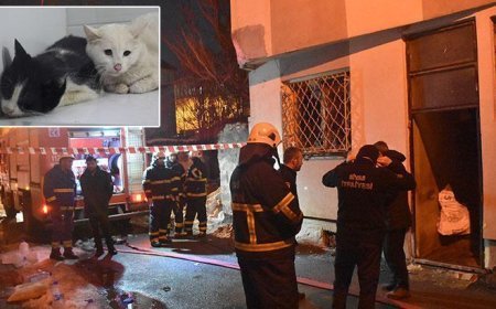 Sivas'ta kedilerin beslendiği evde yangın çıktı! 26 kedi öldü