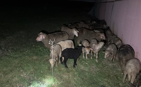 Tekirdağ'da çiftlik yangınında, 60 küçükbaş öldü