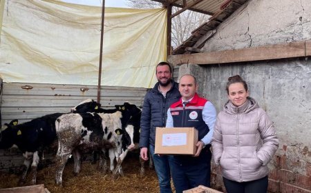 Tekirdağ'da besici çiftin üçüz buzağı sevinci