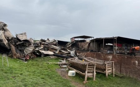 Tekirdağ'da çiftlik yangınında ölen küçükbaş sayısı 230'a yükseldi