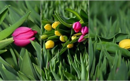 Antalya'da suda yetiştirilen laleler iç piyasada yoğun talep görüyor