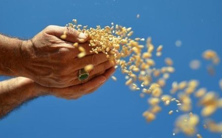 Hububat, bakliyat, yağlı tohumlar ihracatı 1 milyar dolara yaklaştı