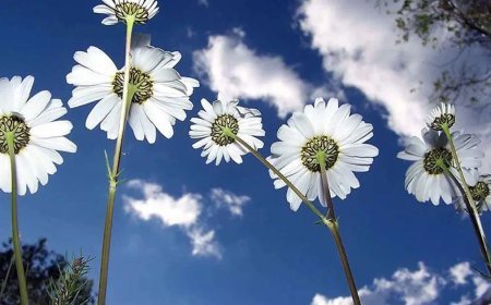 Cemreler ne zaman düşecek, hangi ayda düşecek? 2026 cemre düşme tarihleri