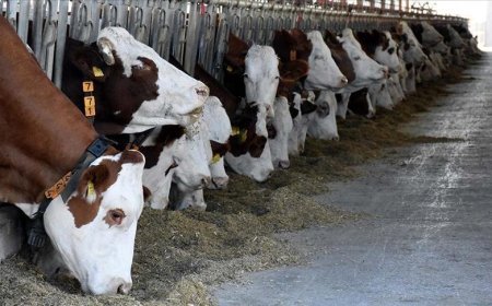 Büyükbaş hayvan sayısı arttı