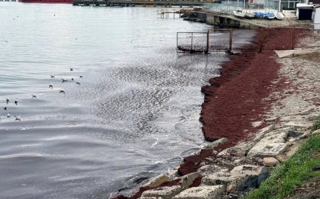 Tekirdağ'da deniz kıyıları kırmızı renge büründü