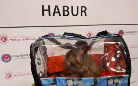 Sınırda 85 bin canlı yakalandı! Gümrük operasyonlarında maymundan gökdoğana kadar binlerce hayvana el konuldu