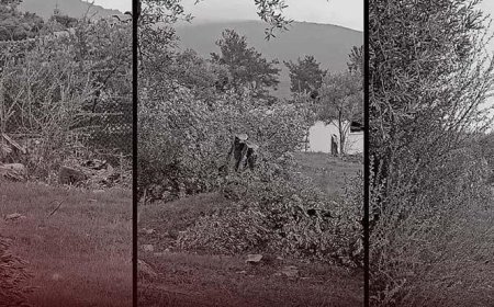 CHP'de 'zeytin' krizi! Bakan Yumaklı: 100 yıllık zeytin ağaçlarının kesilmesi CHP’lilere serbest mi?