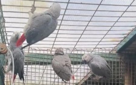 Libya'dan Türkiye'ye sokarken yakalandılar. Bavulların içinden Afrika gri papağanları çıktı