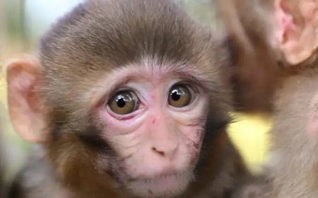 3 maymuna el konuldu. Yavrular özel bakıma alındı