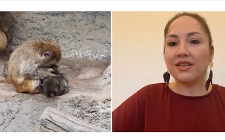 Punch'ın çaresizliği bizde neyi tetikledi? Uzman isim değerlendirdi