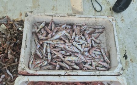 Denizden geldiler, taze taze satıyorlar. Kasalarla limana döndüler