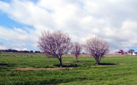Şarköy'de badem ağaçları çiçek açtı