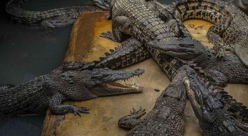 SON DAKİKA HABERLER: 5 yaşındaki kızı timsahlara attı! 30 yıllık kabusta ağır cezadan böyle kurtuldu