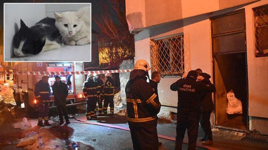 Sivas'ta kedilerin beslendiği evde yangın çıktı! 26 kedi öldü