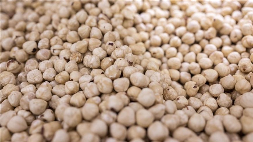 Türkiye fındık ihracatından 973 milyon dolar gelir sağladı