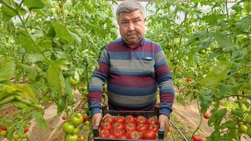 Büyük ilgi görüyor! Eynal domatesi: Simav'da yetişiyor 'coğrafi işaretli'