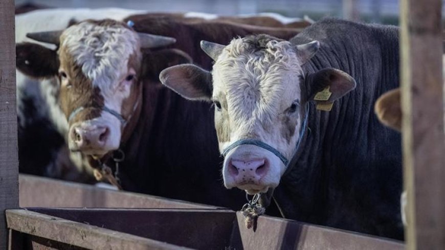 Et ve Süt Kurumundan besilik hayvanların teslimat süreçlerine ilişkin açıklama