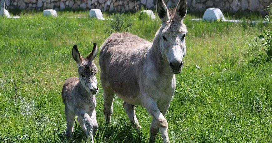TÜİK verileri açıkladı. At, eşek ve katır sayısında büyük düşüş